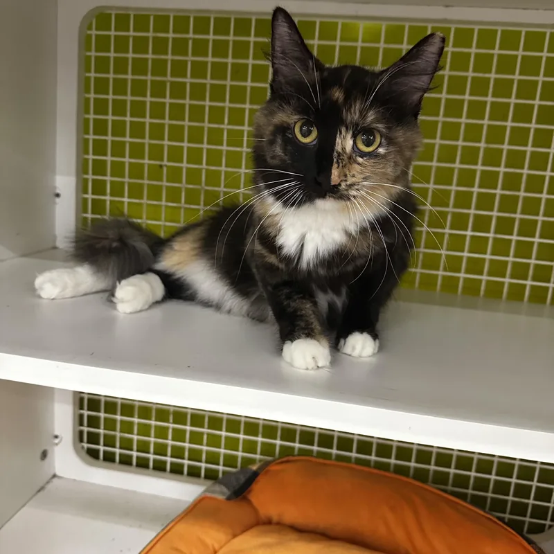 An adult medium-sized female Calico Domestic Long Hair cat named Freckles for adoption in Homewood, IL