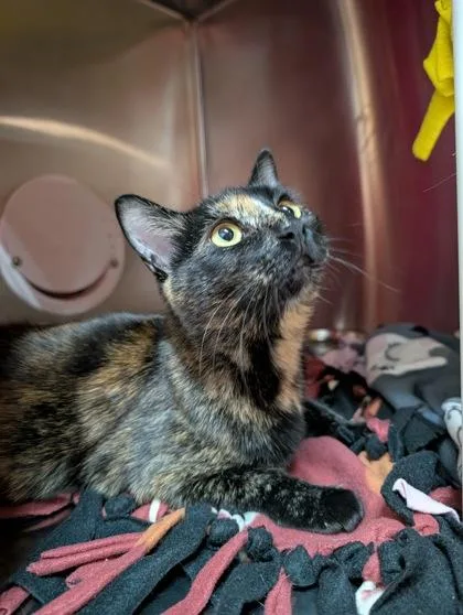 A young medium-sized female Domestic Short Hair cat named Peanut Butter for adoption in Pleasanton, CA