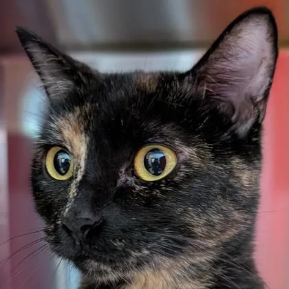 Peanut Butter thumbnail 2