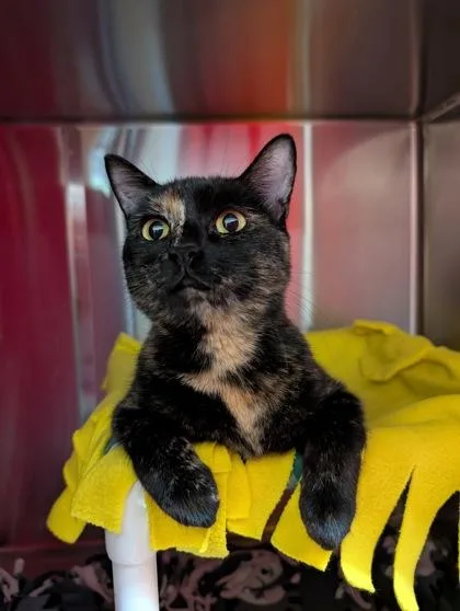 Peanut Butter thumbnail 3