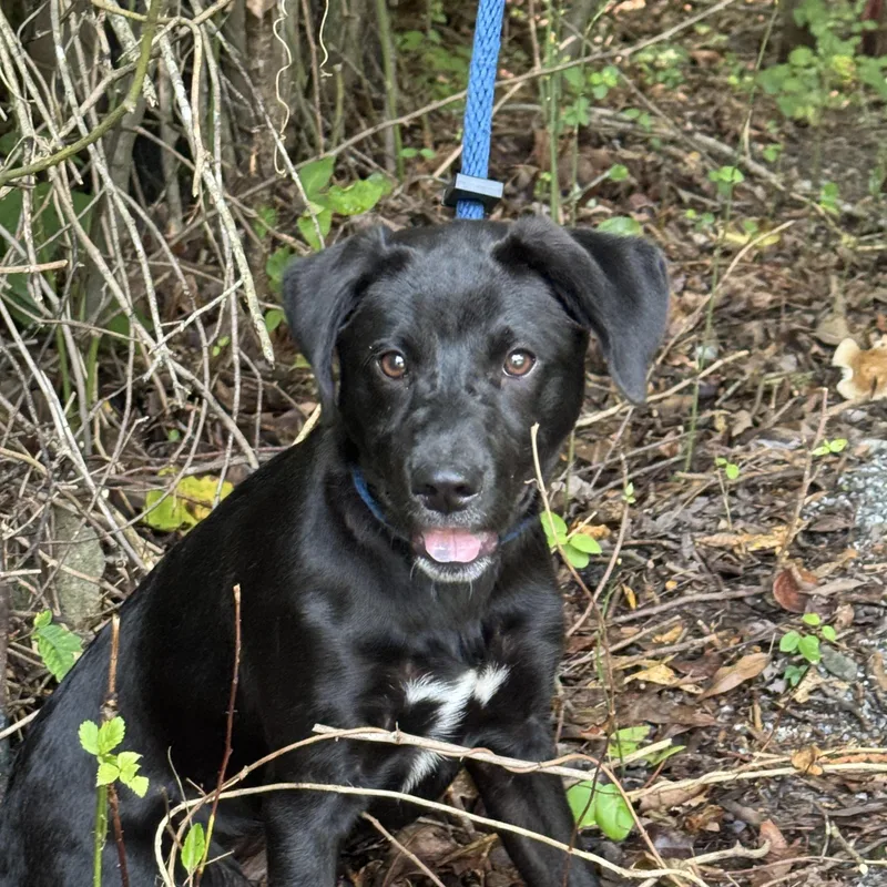 A young medium-sized female Black Labrador Retriever dog named Joy Rider for adoption in Meherrin, VA