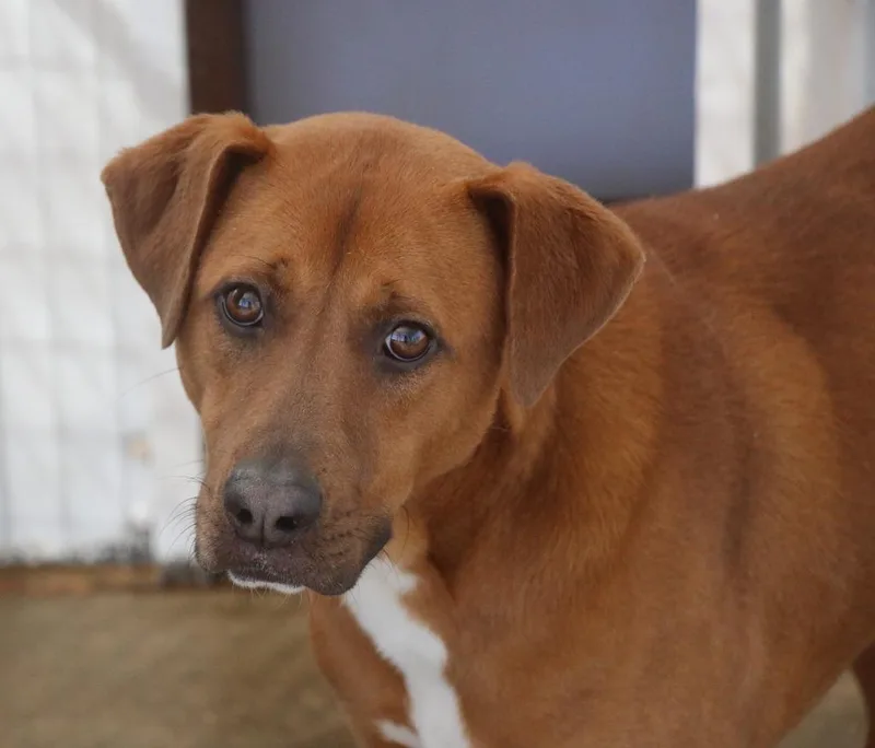 A young medium-sized male Hound dog named Boone for adoption in Brookhaven, MS