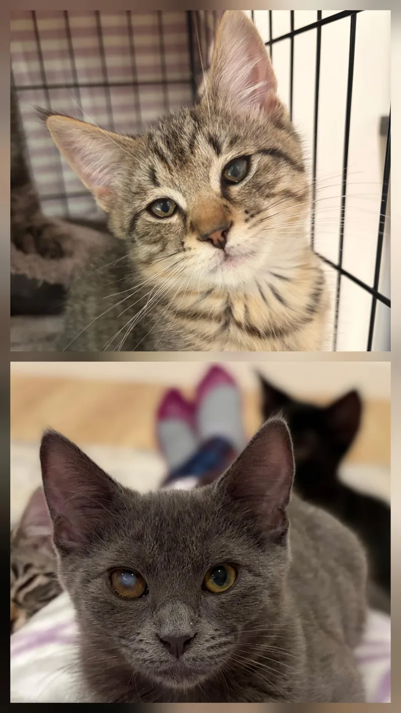 A baby medium-sized male Domestic Short Hair cat named Nacho & Sage for adoption in Norwood, MA