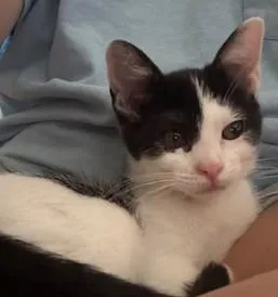 A baby small-sized female Black & White / Tuxedo Domestic Short Hair cat named Oreo for adoption in Schertz, TX