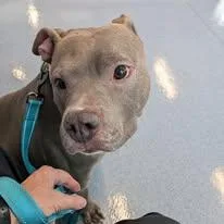 A senior large-sized female American Staffordshire Terrier dog named Sky for adoption in Ontario, NY