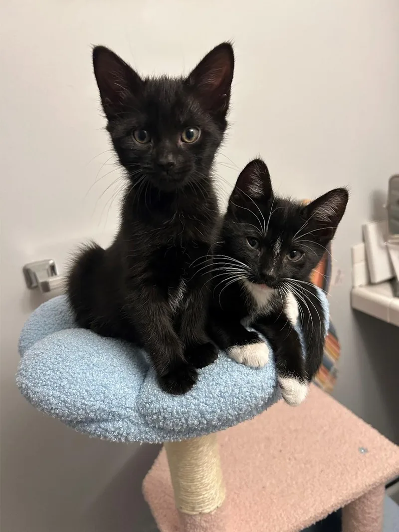 A baby medium-sized female Black Domestic Short Hair cat named Po Boy  Fischer for adoption in New Haven, CT