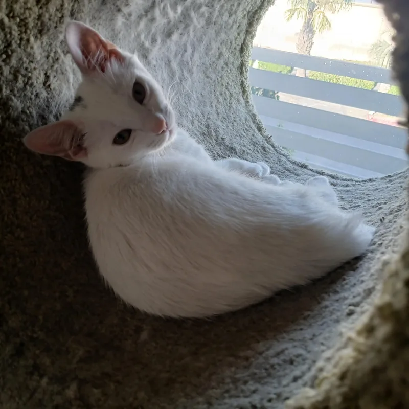 A baby small-sized female White Domestic Short Hair cat named Callie for adoption in Orange, CA