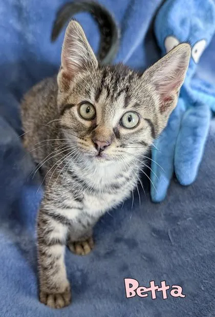 A baby small-sized female Domestic Short Hair cat named Betta for adoption in Mason, MI