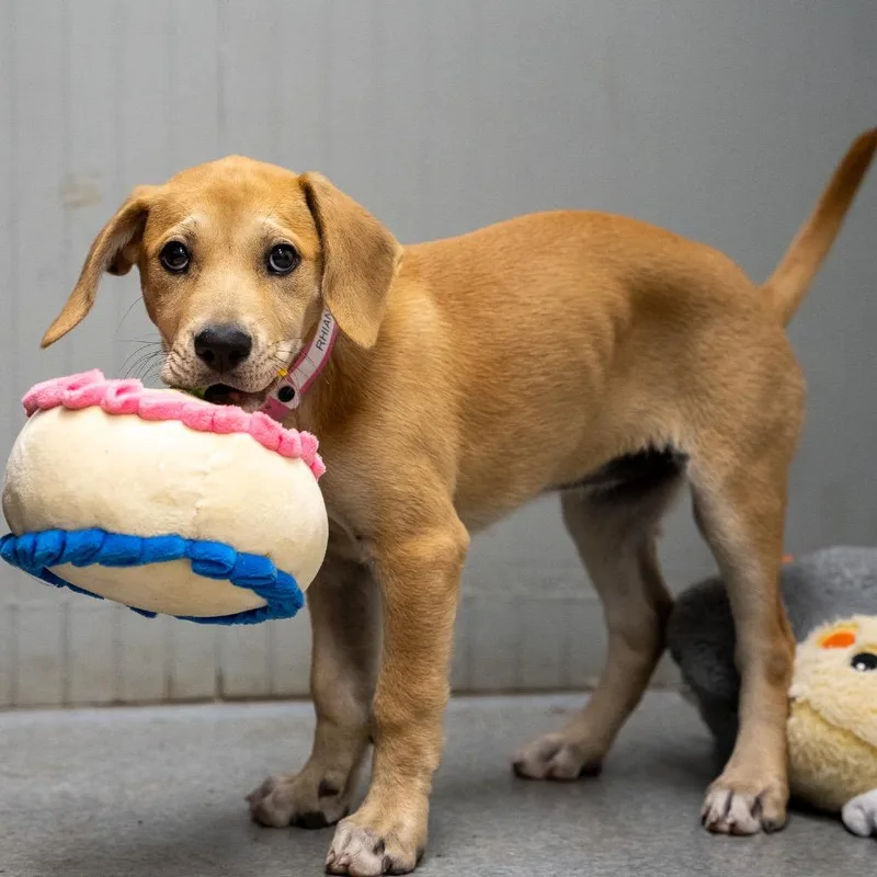 A baby medium-sized female Black Mouth Cur dog named Rhiana for adoption in Pawling, NY