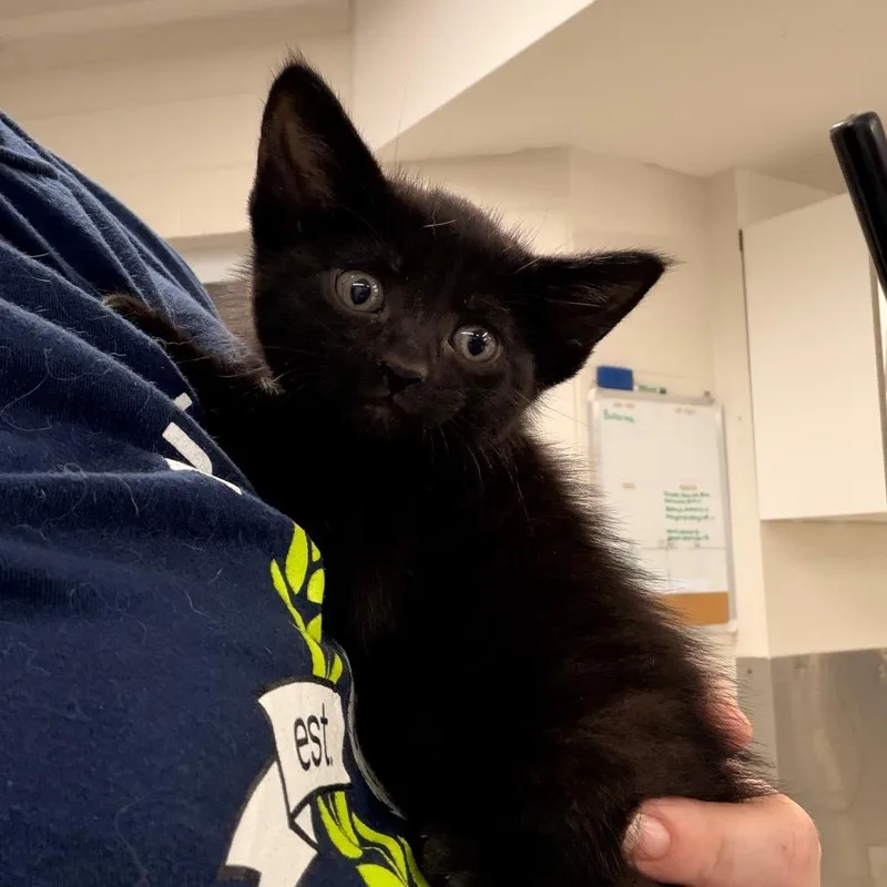 A baby small-sized female Domestic Short Hair cat named Minnow for adoption in Indianapolis, IN
