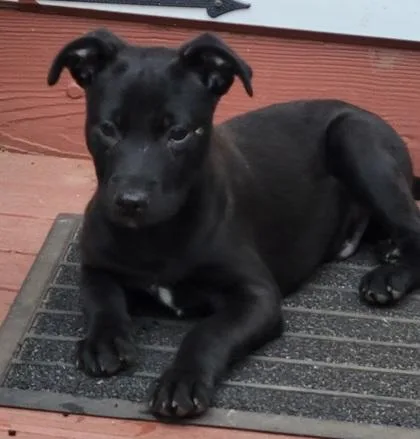 A baby medium-sized male Mixed Breed dog named Jackson Pollock for adoption in Madison, NJ