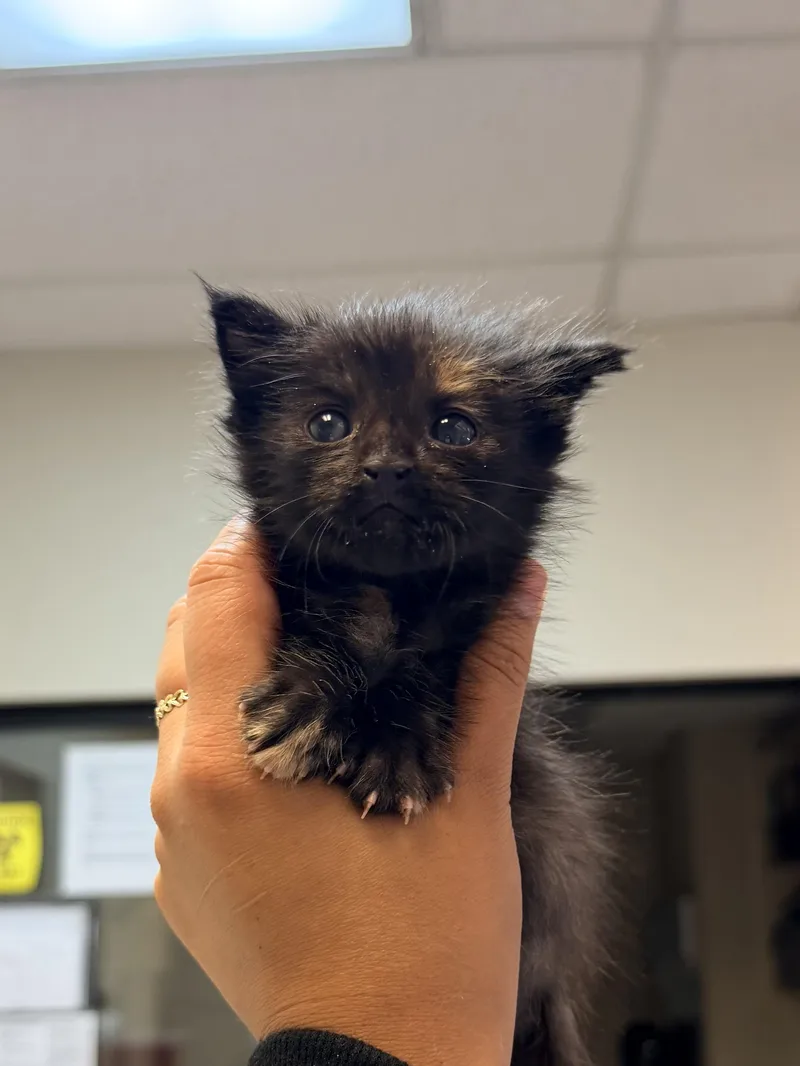 A baby medium-sized female Tortoiseshell cat named Cece for adoption in Lodi, CA