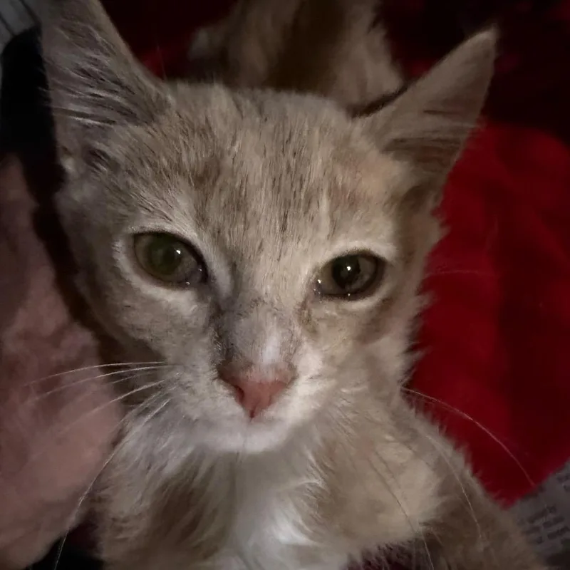 A baby small-sized male Orange / Red Domestic Short Hair cat named Stetson for adoption in Waldorf, MD