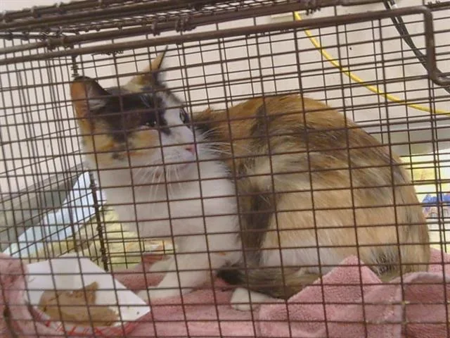 An adult small-sized female Domestic Short Hair cat named Thea for adoption in Sacramento, CA