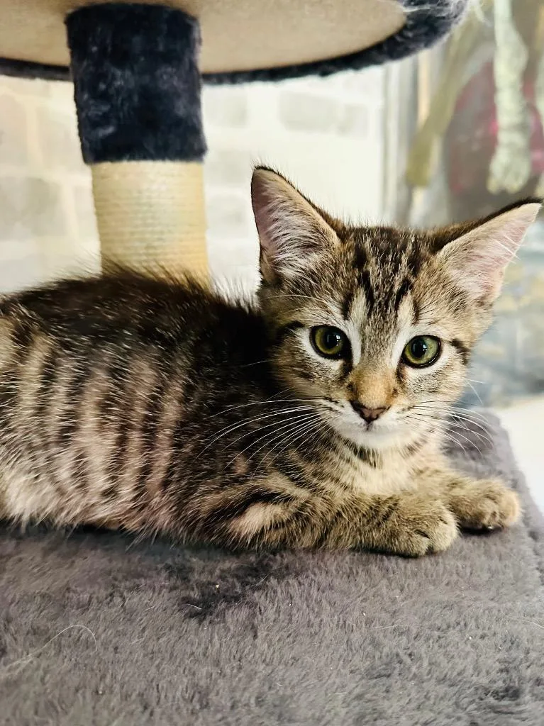 A baby medium-sized female Domestic Short Hair cat named Sgaeyl for adoption in Evans, GA