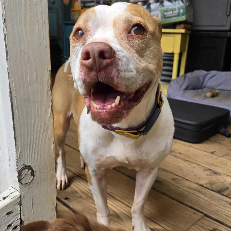 An adult medium-sized female White / Cream Pit Bull Terrier dog named Pippi for adoption in Turlock, CA