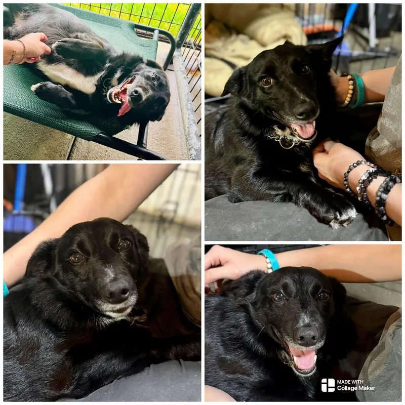 An adult small-sized male Terrier dog named Bo for adoption in Coudersport, PA