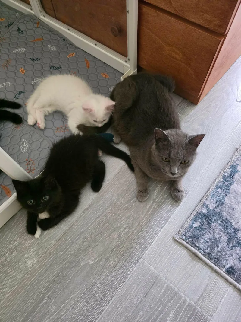 A young medium-sized female Gray / Blue / Silver Domestic Short Hair cat named Charlotte for adoption in Holbrook, NY