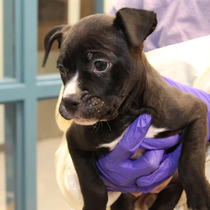 A baby small-sized female Black Terrier dog named Doja Cat for adoption in Mooresville, NC