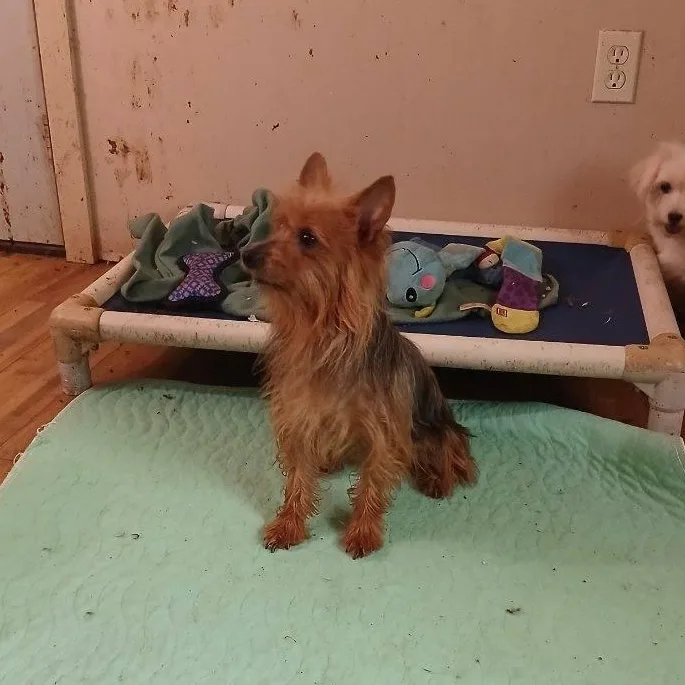 An adult small-sized female Bicolor Yorkshire Terrier dog named Getty for adoption in Chicopee, MA