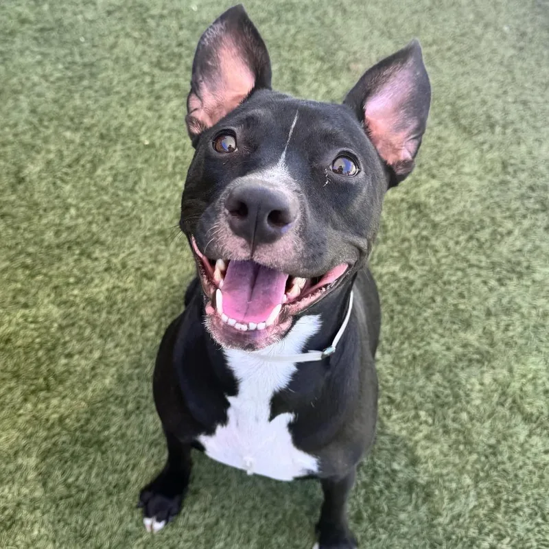 An adult medium-sized female Black Pit Bull Terrier dog named Petunia for adoption in Hawthorne, CA