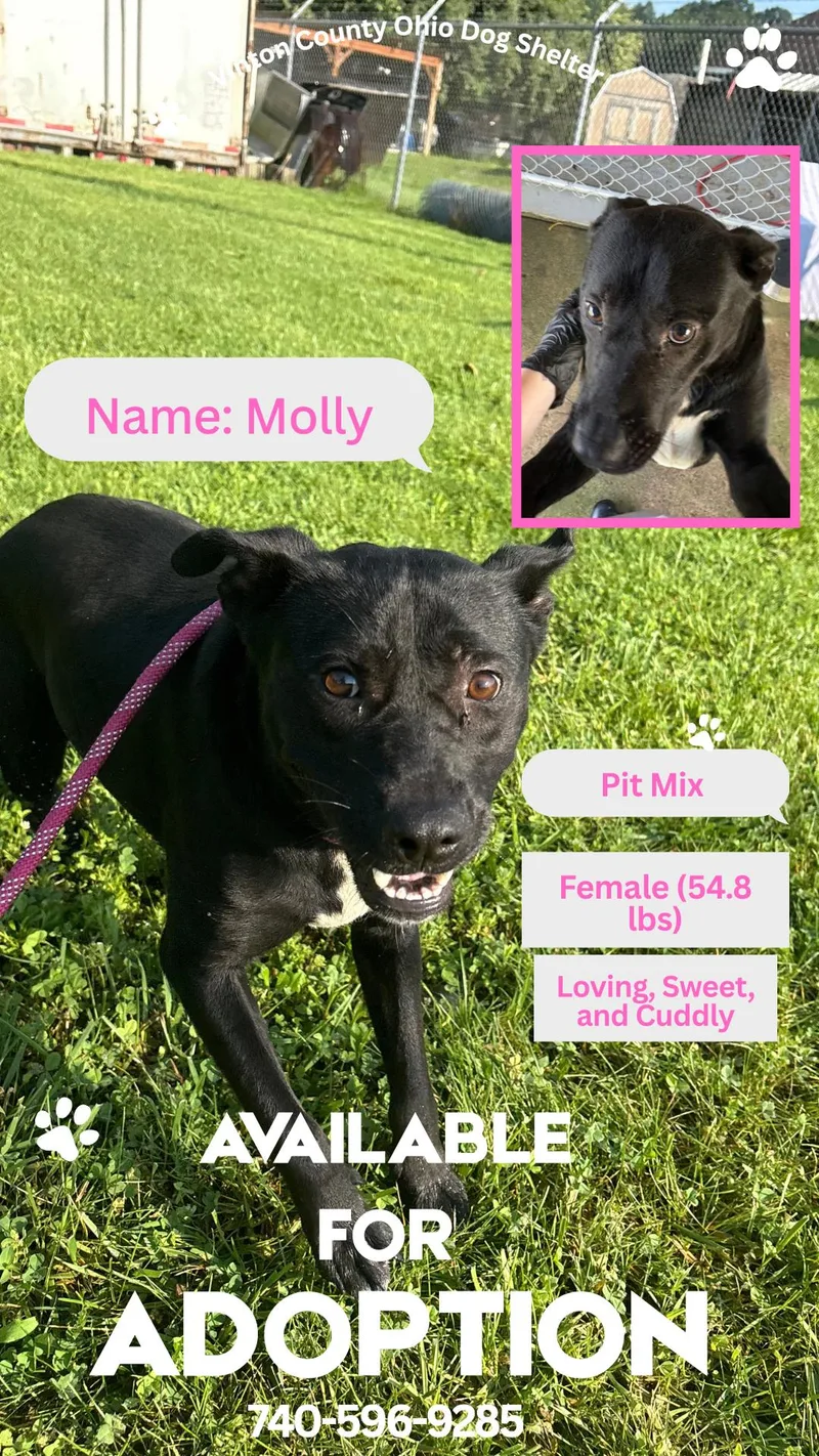 An adult medium-sized female Black Pit Bull Terrier dog named Molly for adoption in McArthur, OH