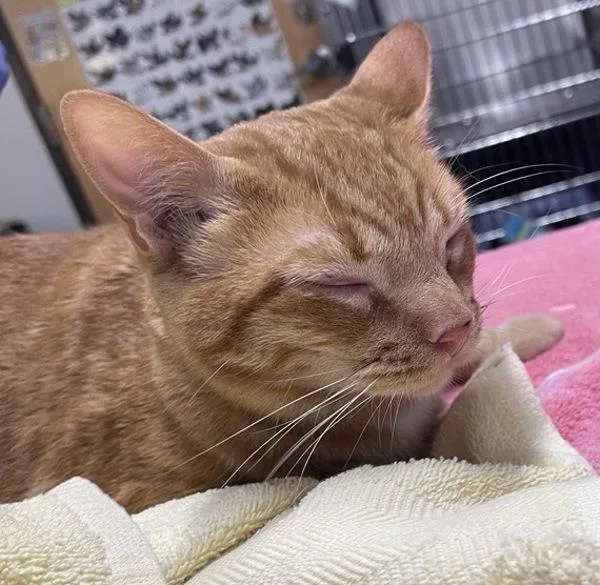 An adult medium-sized male Domestic Short Hair cat named Luke for adoption in Escondido, CA