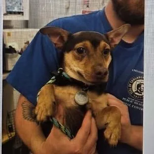 A young small-sized male Yellow / Tan / Blond / Fawn Chihuahua dog named Draven for adoption in Normal, IL
