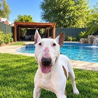 An adult medium-sized male Bull Terrier dog named Beans for adoption in Palm Desert, CA