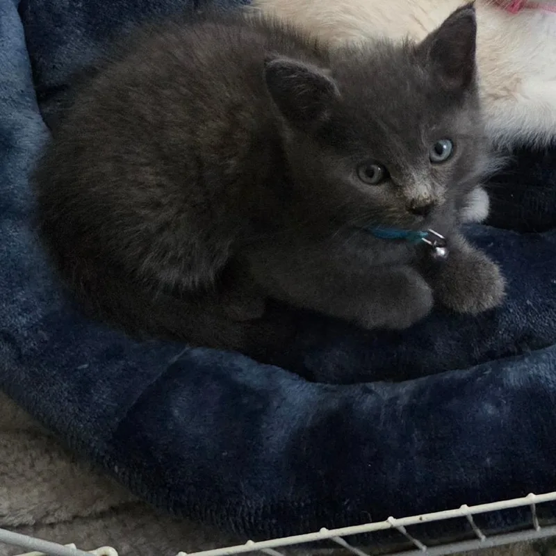 A baby small-sized male Gray / Blue / Silver Domestic Short Hair cat named Chip for adoption in Long Beach, CA