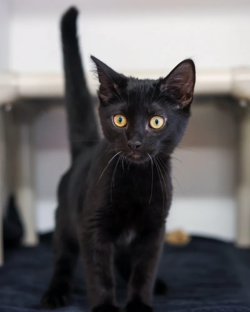 A young medium-sized female Black Domestic Short Hair cat named Vera Fang for adoption in Bridgeport, CT