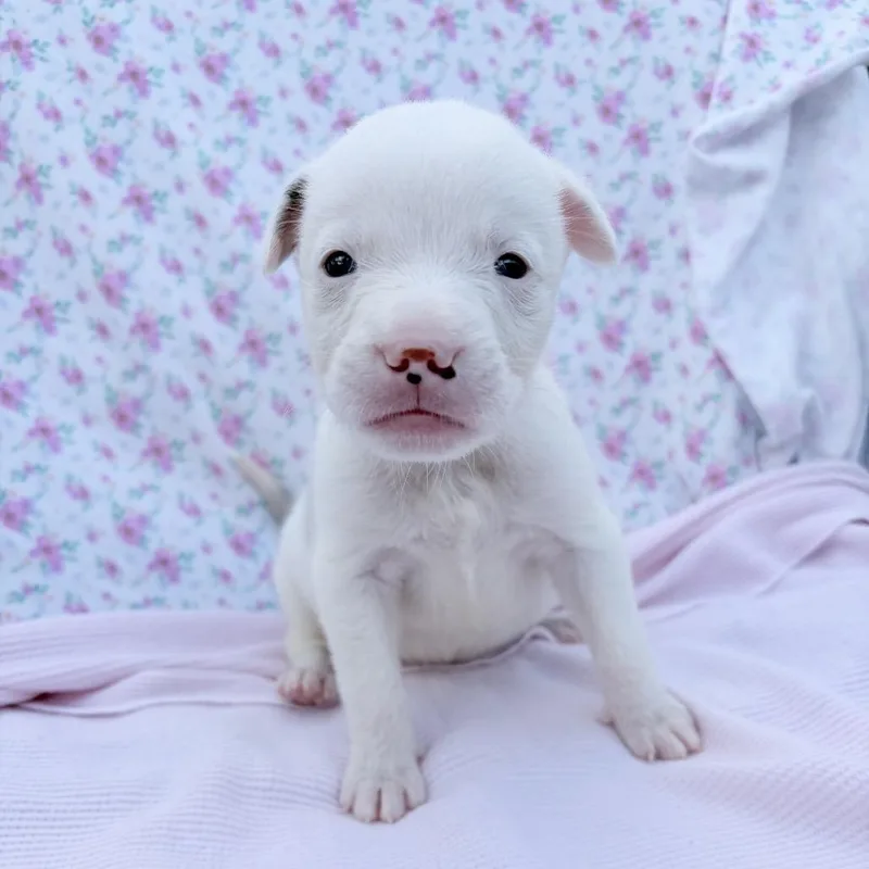 A baby medium-sized female White / Cream Catahoula Leopard Dog dog named Ireland for adoption in Jupiter, FL