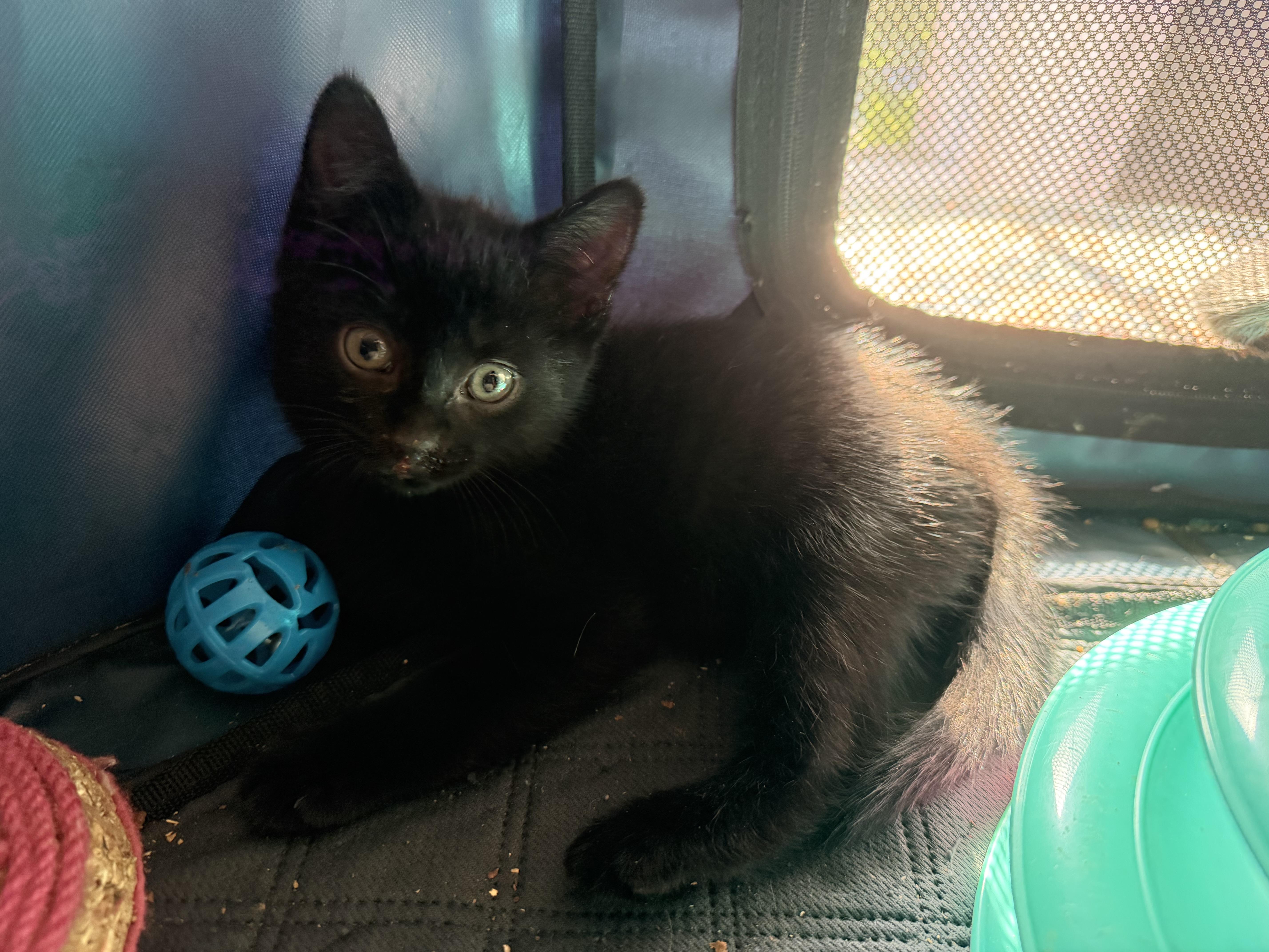 A baby medium-sized female Black Domestic Short Hair cat named Piper for adoption in East Hartford , CT