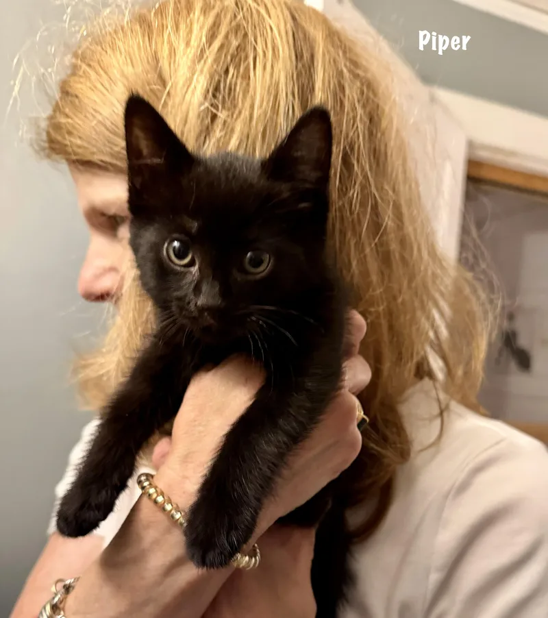 Piper thumbnail 3
