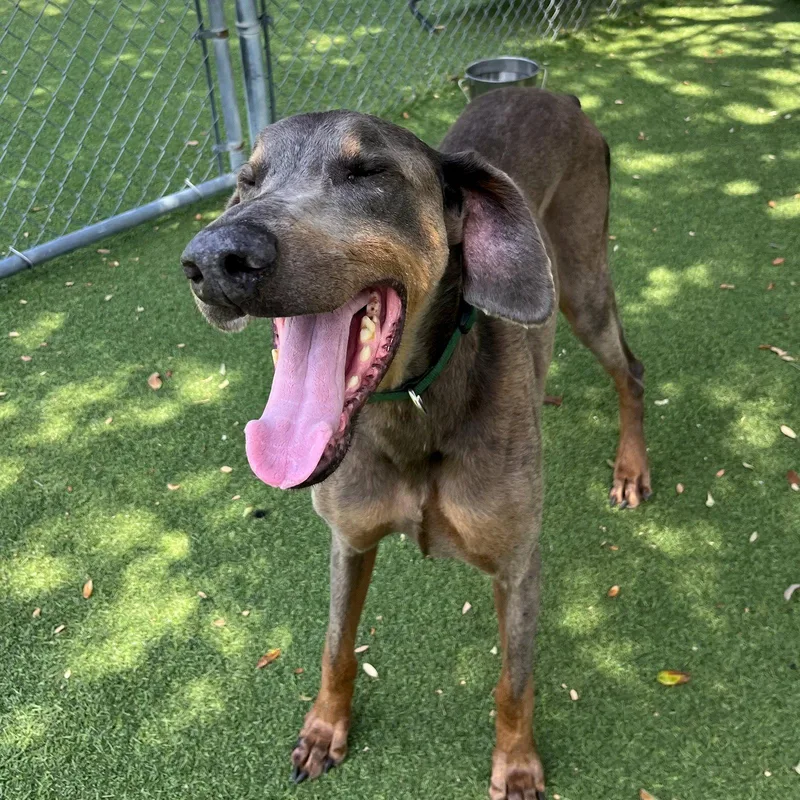 A young medium-sized male Doberman Pinscher dog named Milo for adoption in Oakland Park, FL
