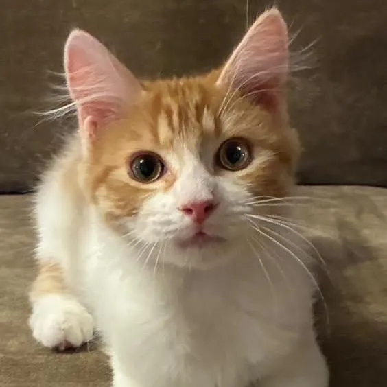 A baby small-sized male Orange / Red Domestic Medium Hair cat named Butterscotch for adoption in Kyle, TX