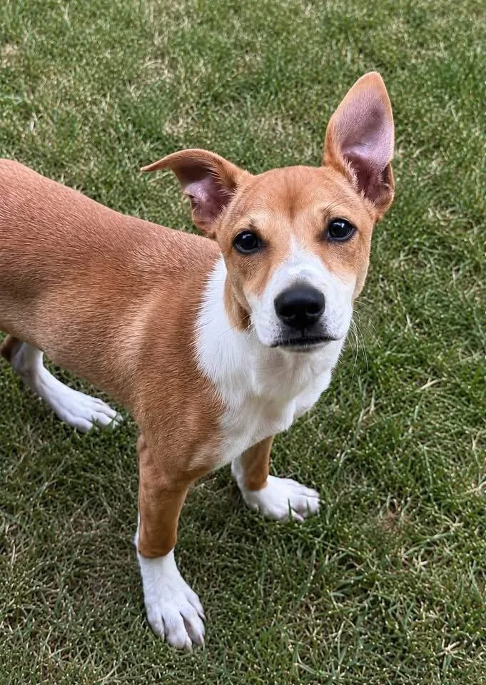 A baby medium-sized female Jack Russell Terrier dog named Carrie for adoption in Newport, KY