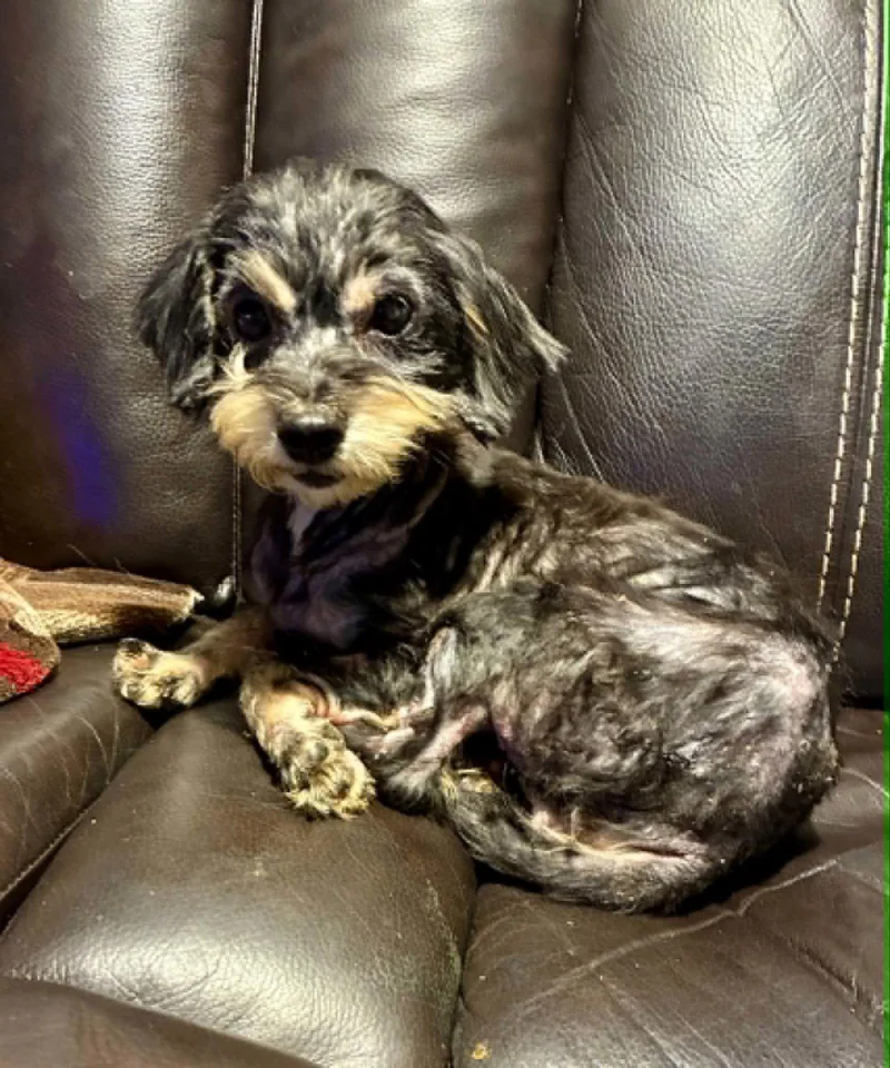 An adult small-sized female Yorkshire Terrier dog named Cruseabell for adoption in Holly Springs, NC