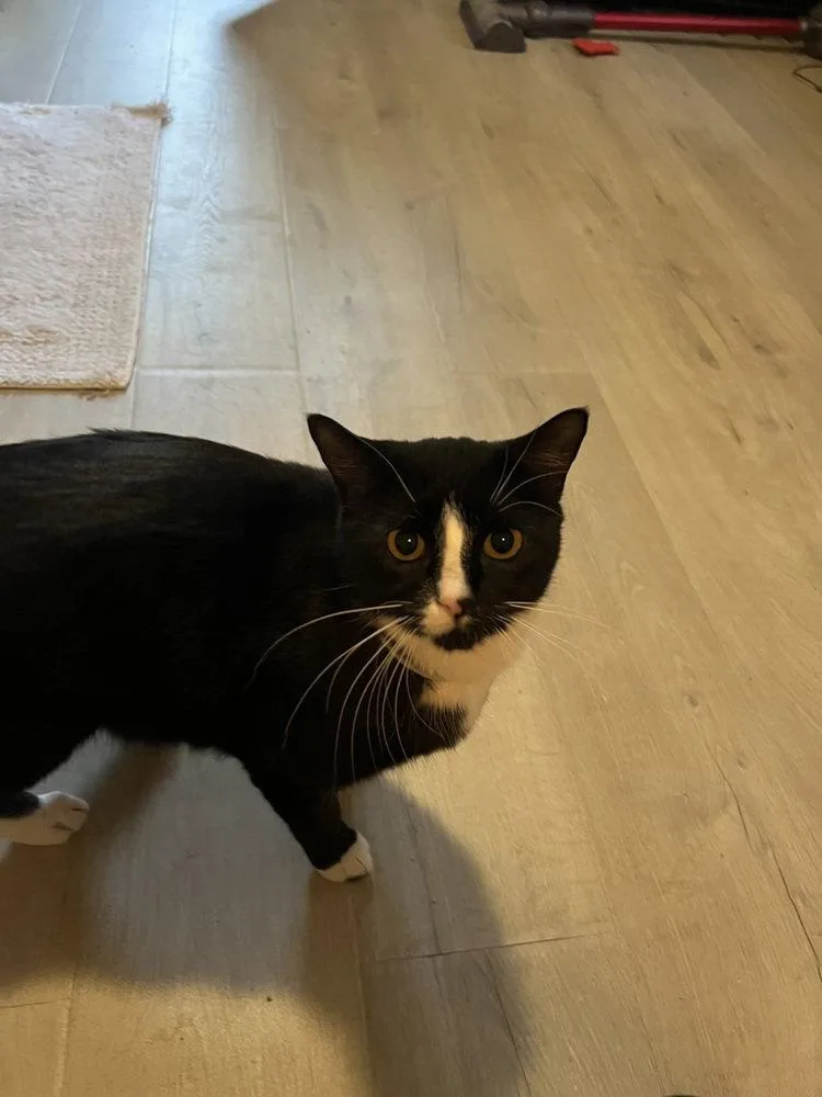 An adult large-sized male Black & White / Tuxedo Domestic Short Hair cat named Sylvester for adoption in O'Fallon, MO