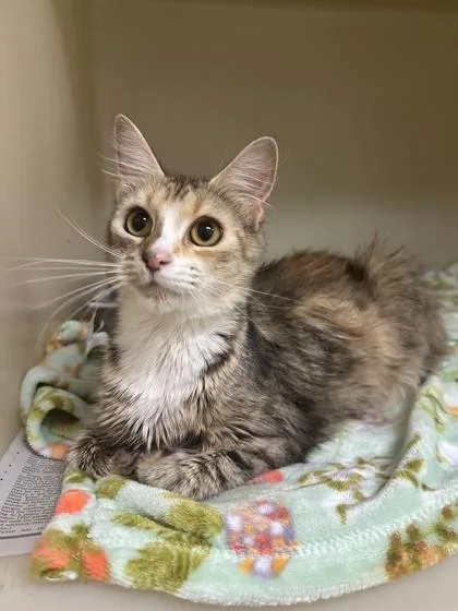 A baby small-sized female Domestic Short Hair cat named Mango Tango for adoption in King William, VA