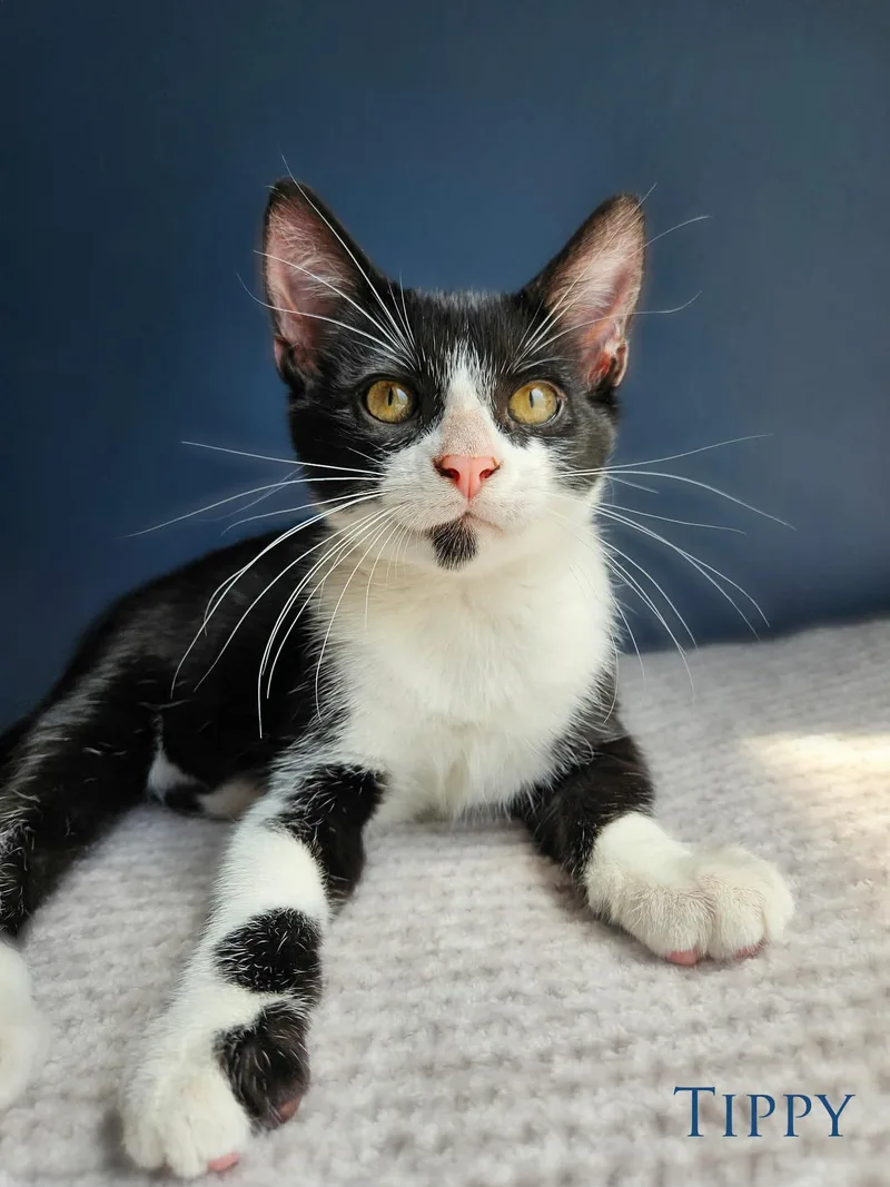 A baby medium-sized male Black Domestic Short Hair cat named Tippy for adoption in Dodgeville, WI