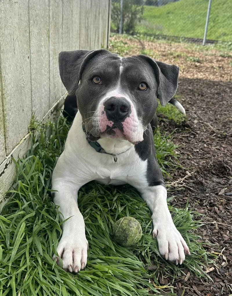 An adult medium-sized male American Staffordshire Terrier dog named Broccoli for adoption in Petaluma, CA