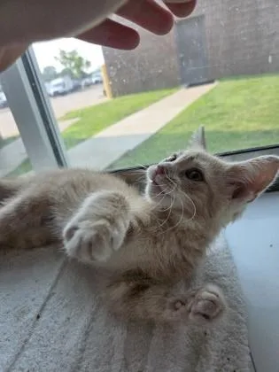 A baby small-sized male Domestic Short Hair cat named Stracotto for adoption in Westland, MI