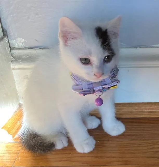 Francesa