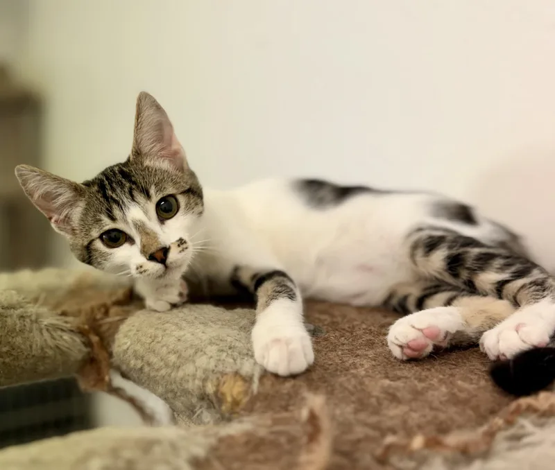 A baby medium-sized female White Domestic Short Hair cat named Mae West for adoption in Sonora, CA