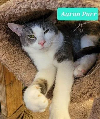 An adult medium-sized male Domestic Short Hair cat named Aaron Purr for adoption in Richmond, IN