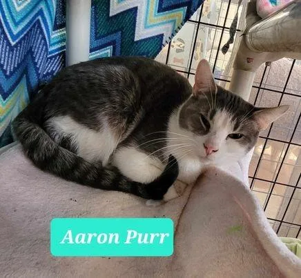 Aaron Purr thumbnail 2