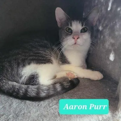 Aaron Purr thumbnail 3