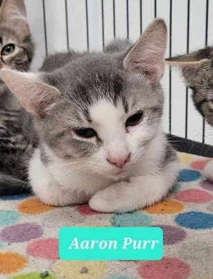 Aaron Purr thumbnail 4