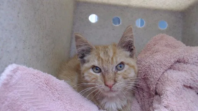 A baby small-sized male Domestic Short Hair cat named Cayenne for adoption in Downey, CA